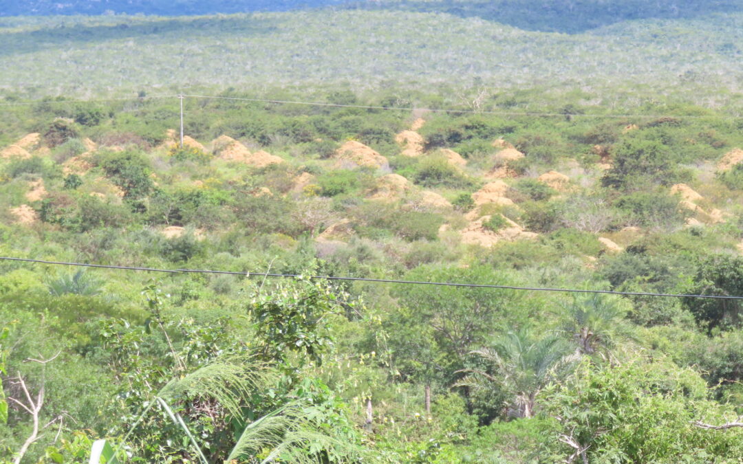 Latossolos (Ferralsols) in Brazil’s Northeast semiarid region: what does this “contradiction” reveal?