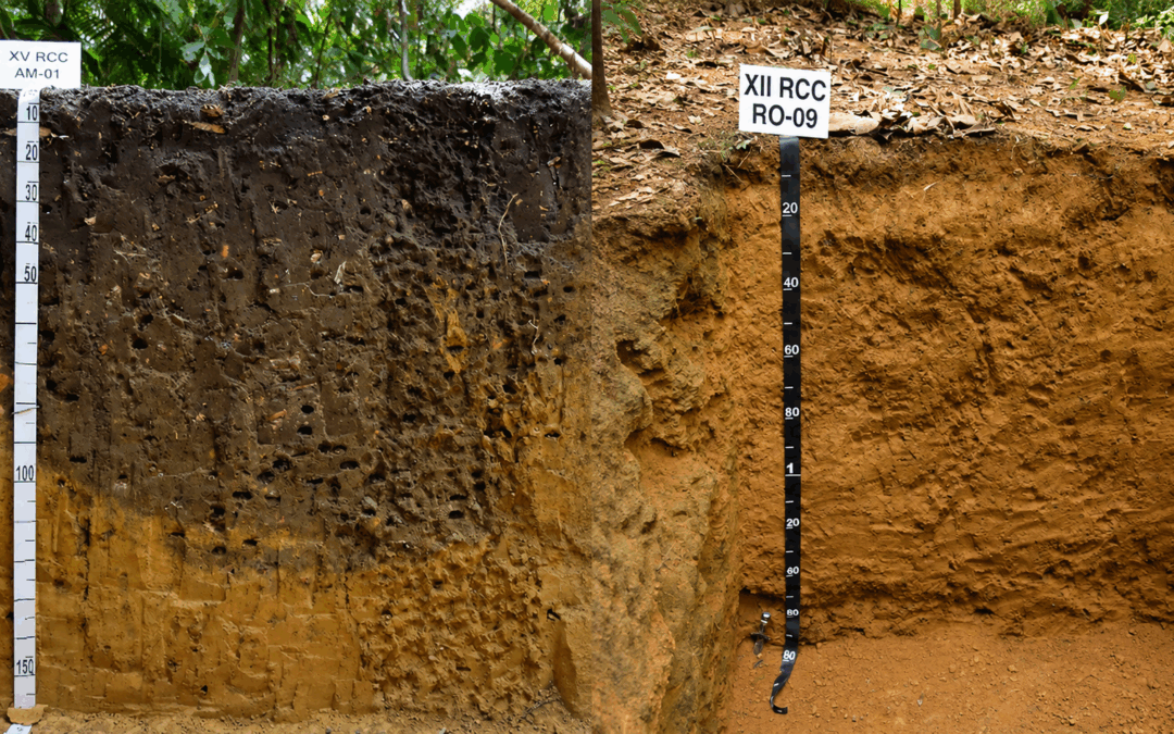 Soil profiles worldwide reveal gaps in our knowledge of soil diversity